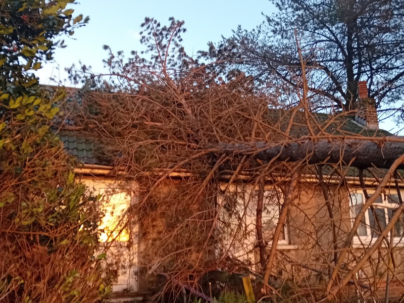 Dangerous trees in the capital to be fel