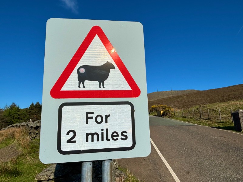 DEFA to begin consulting on sheep worryi