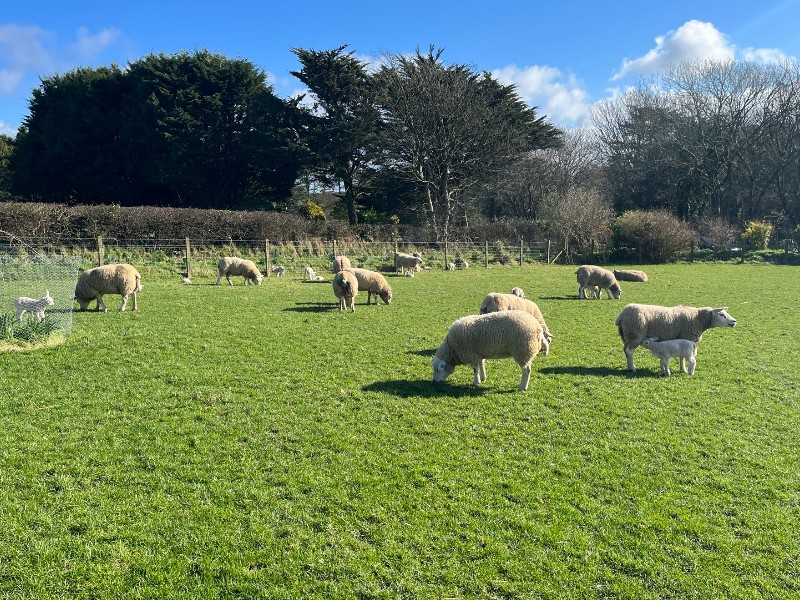 Dog owners and farmers surveyed on sheep
