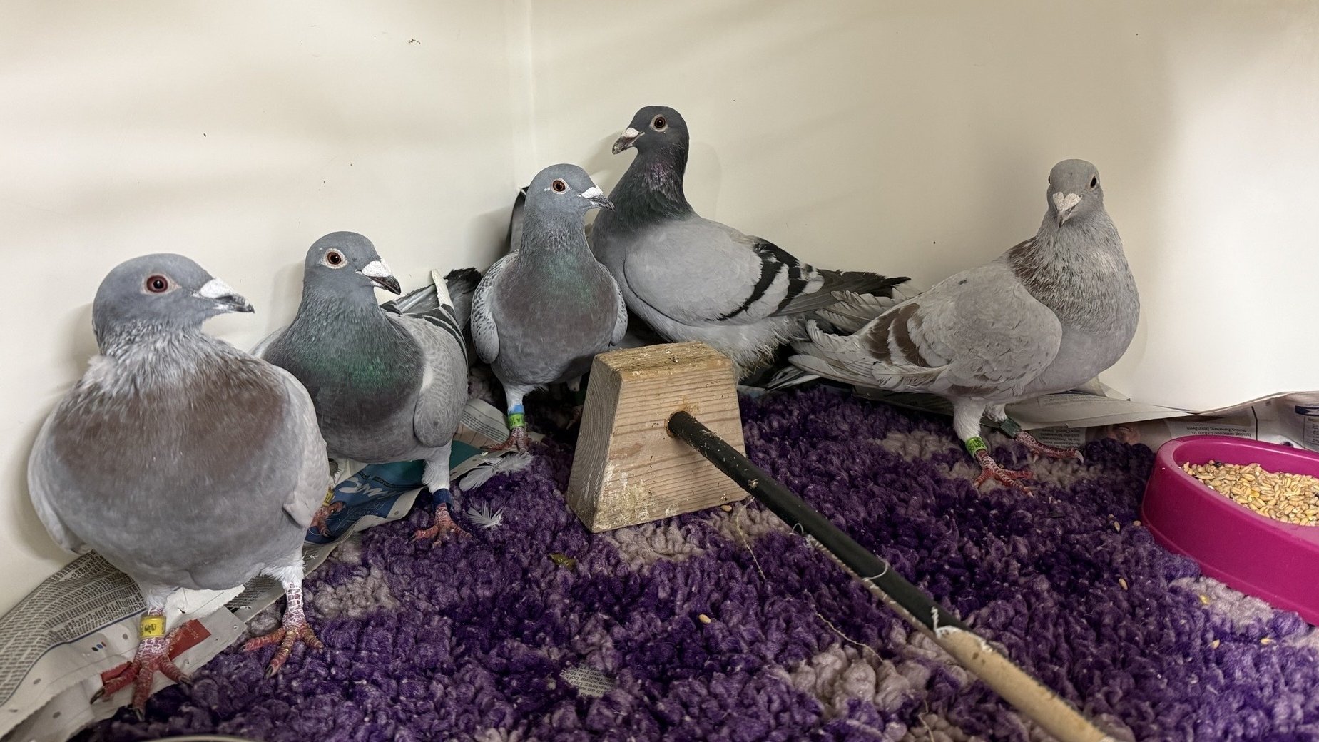 'Failed racers' given second c