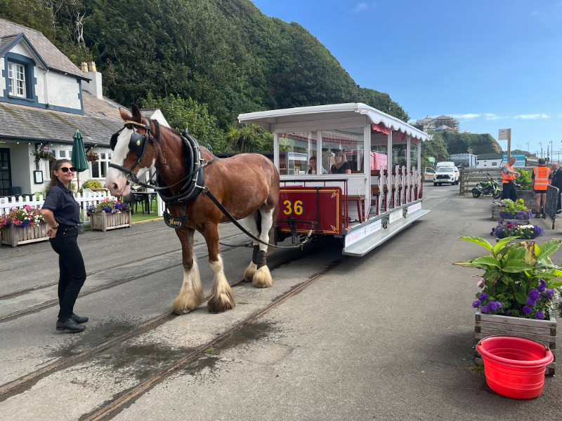 Government told to giddy up with the hor