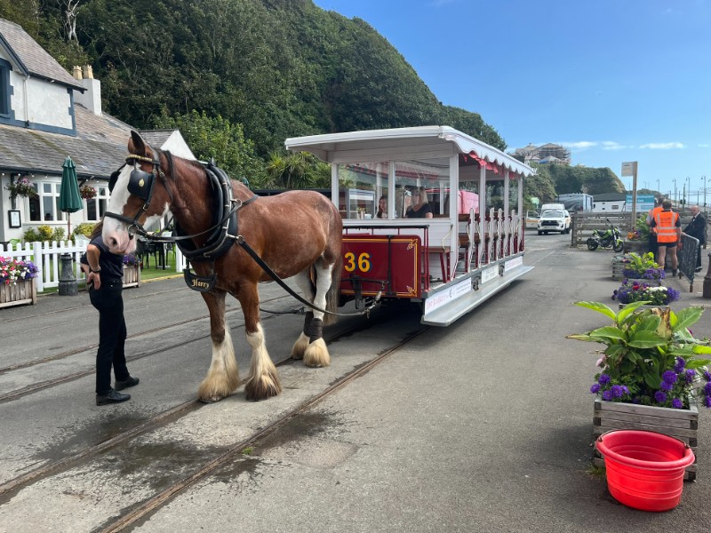 Horse Tramway business case 'under 
