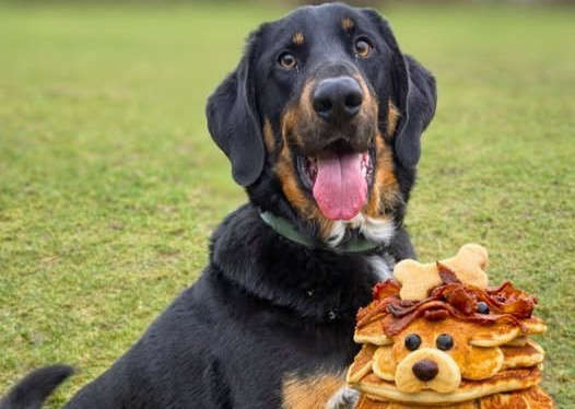 ManxSPCA gives pancake tips for pups