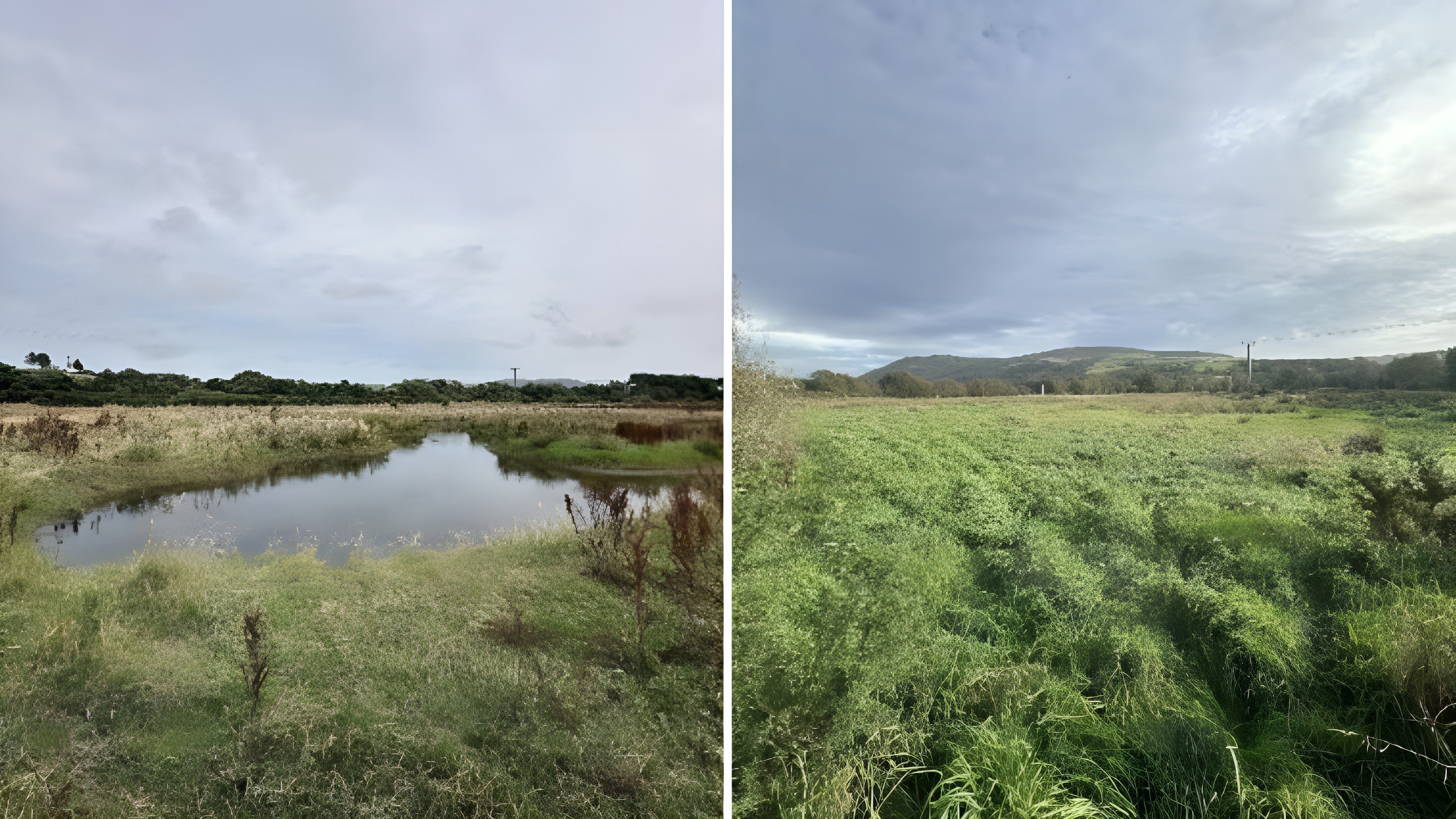 Plans to expand wetlands on Patrick farm