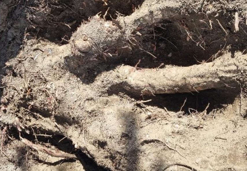 Reconsider cancer sufferer's tree f