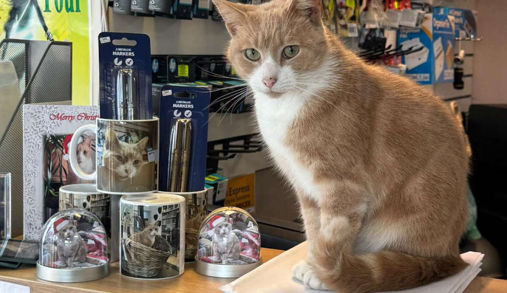 Thomas the Ramsey Cat supporting two cha