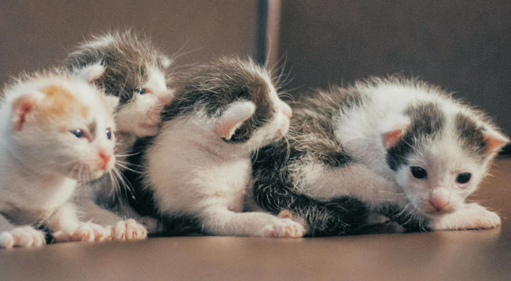 Vet warns of scam targeting pets!